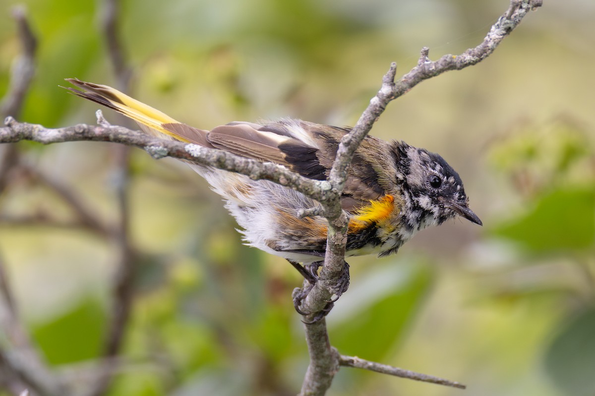 American Redstart - ML638773089
