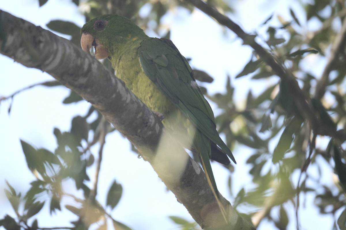 Green Parakeet - ML638773092