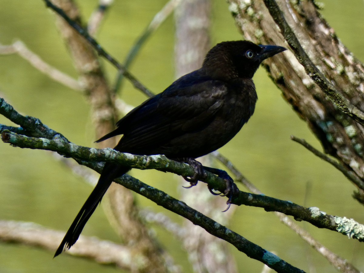 Common Grackle - ML638773109