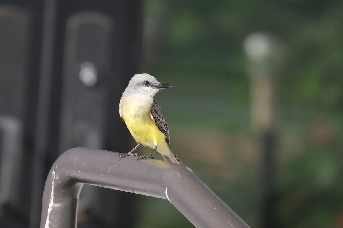 Tropical Kingbird - ML638773116