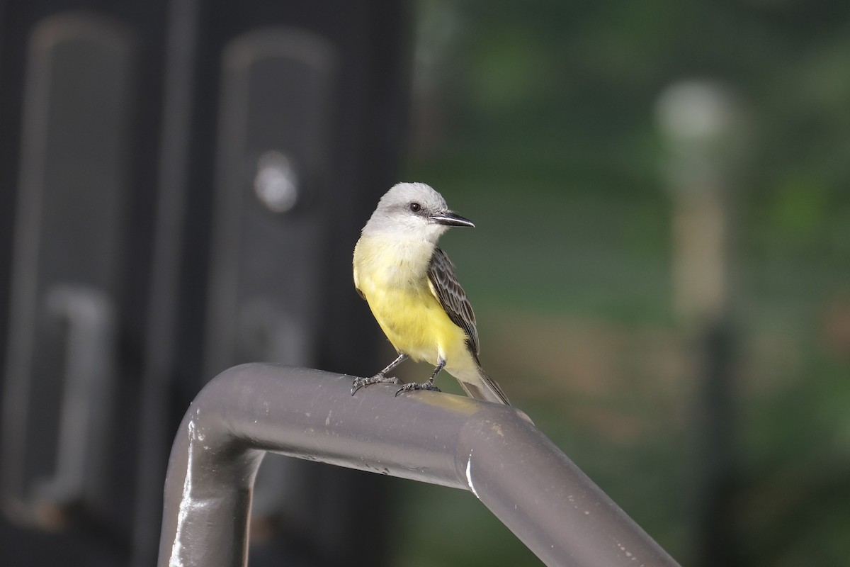 Tropical Kingbird - ML638773117