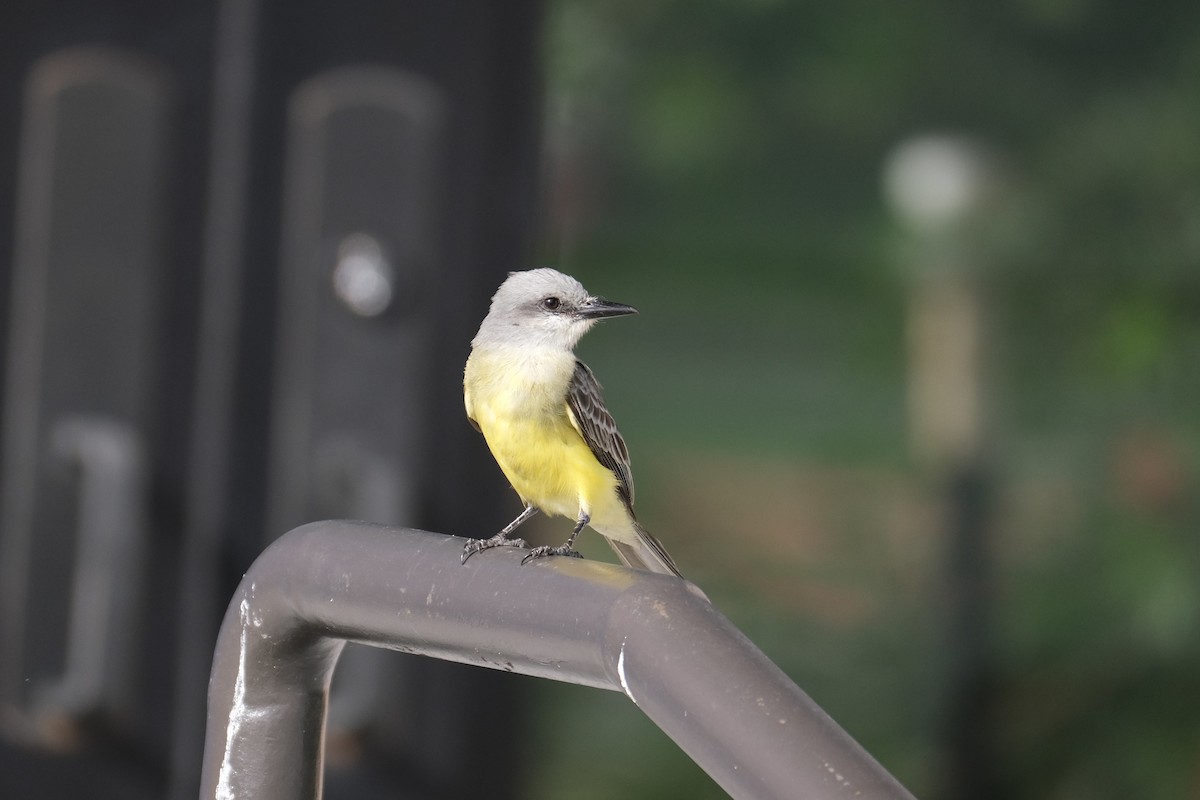Tropical Kingbird - ML638773118