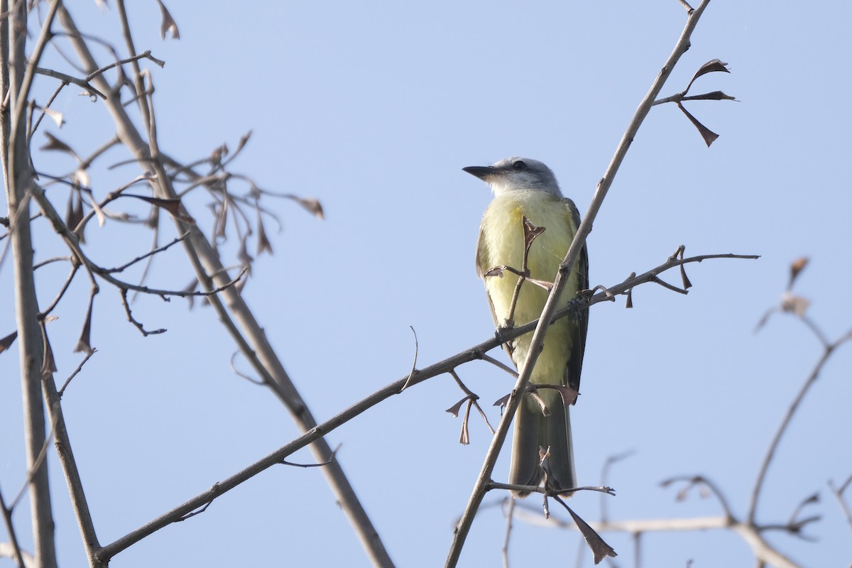 Couch's Kingbird - ML638773130