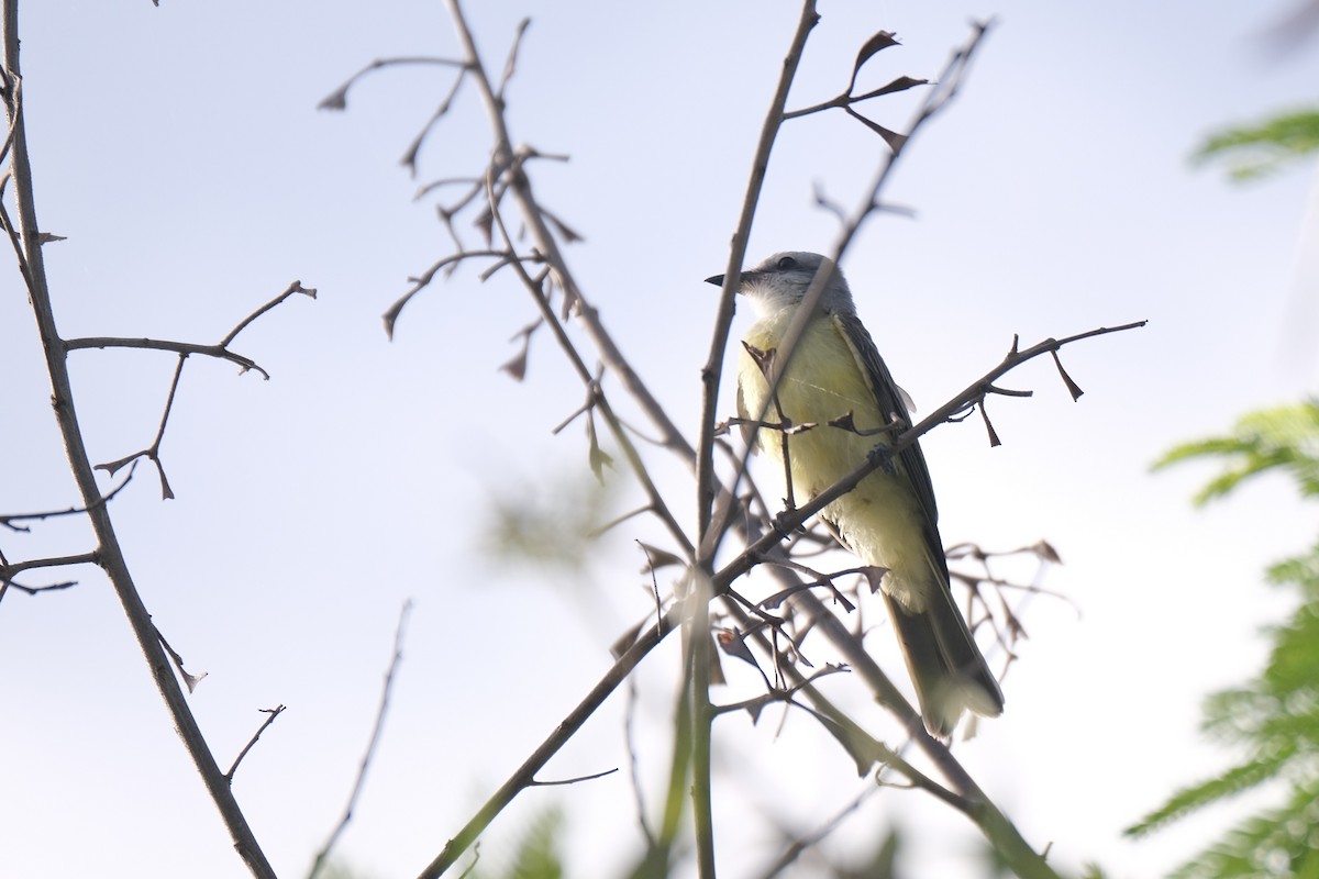 Couch's Kingbird - ML638773131