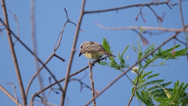 Couch's Kingbird - ML638773132