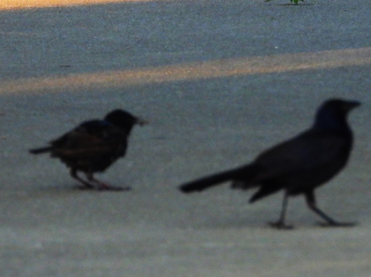European Starling - ML638773139