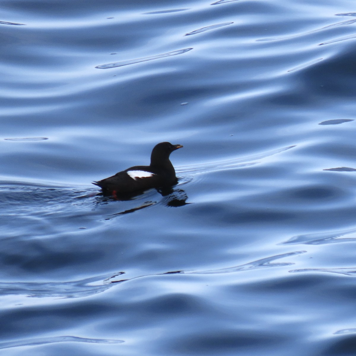 Black Guillemot - ML638773141