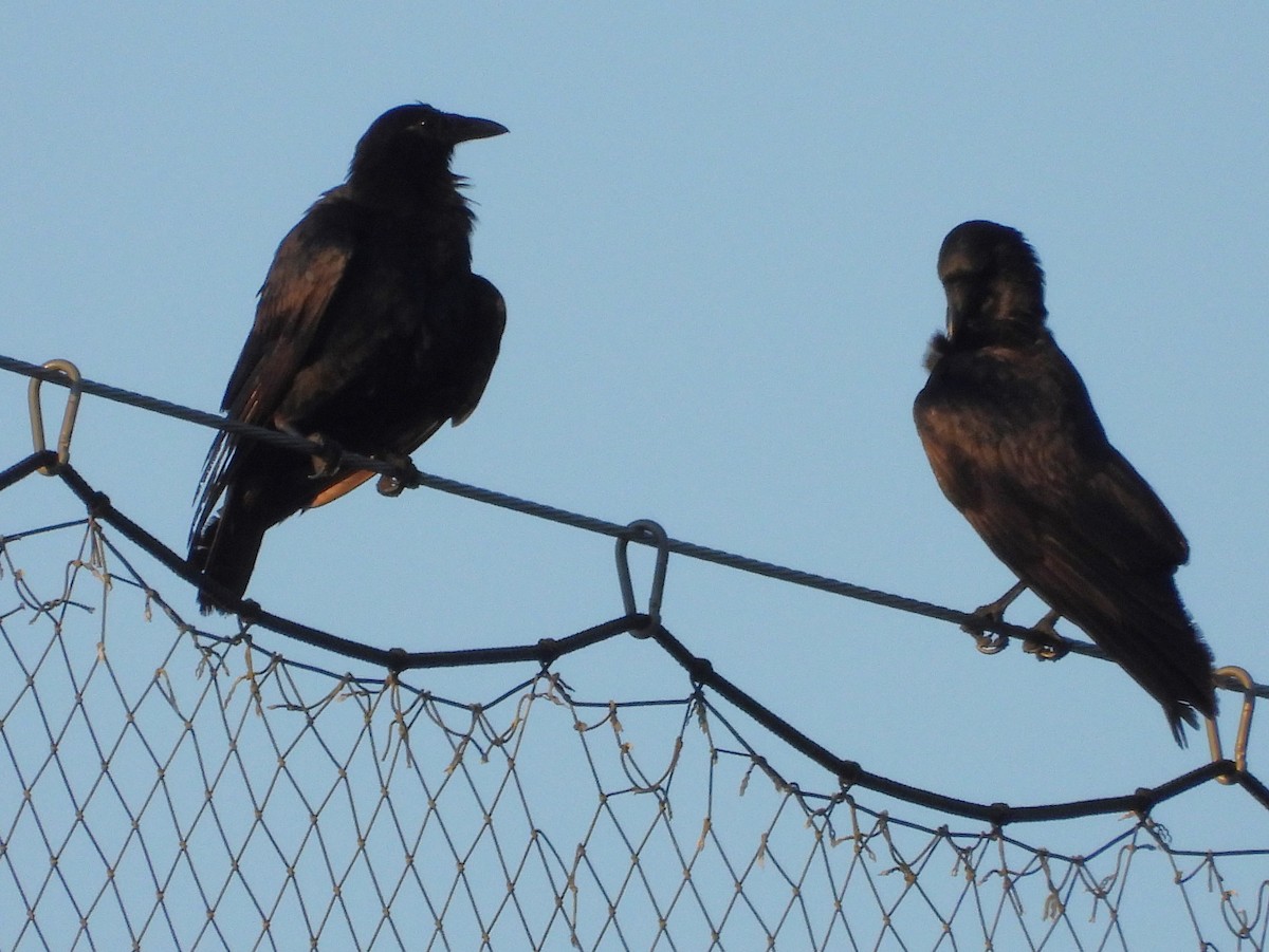 Fish Crow - ML638773148
