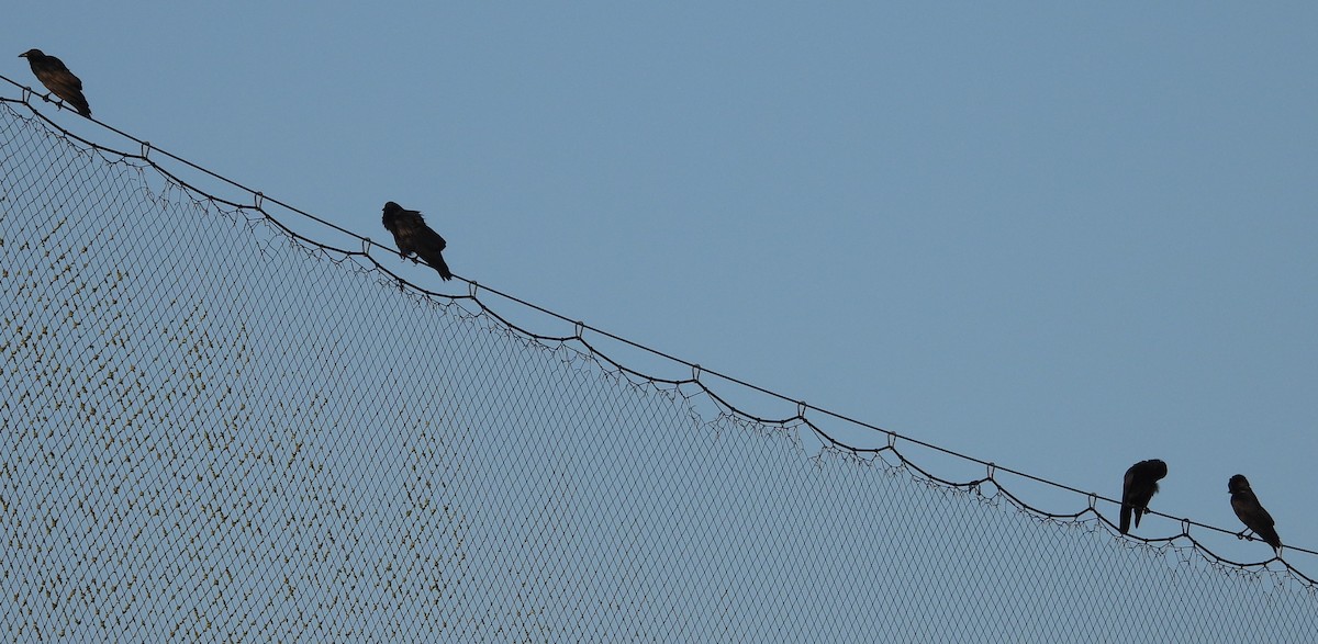 Fish Crow - ML638773149