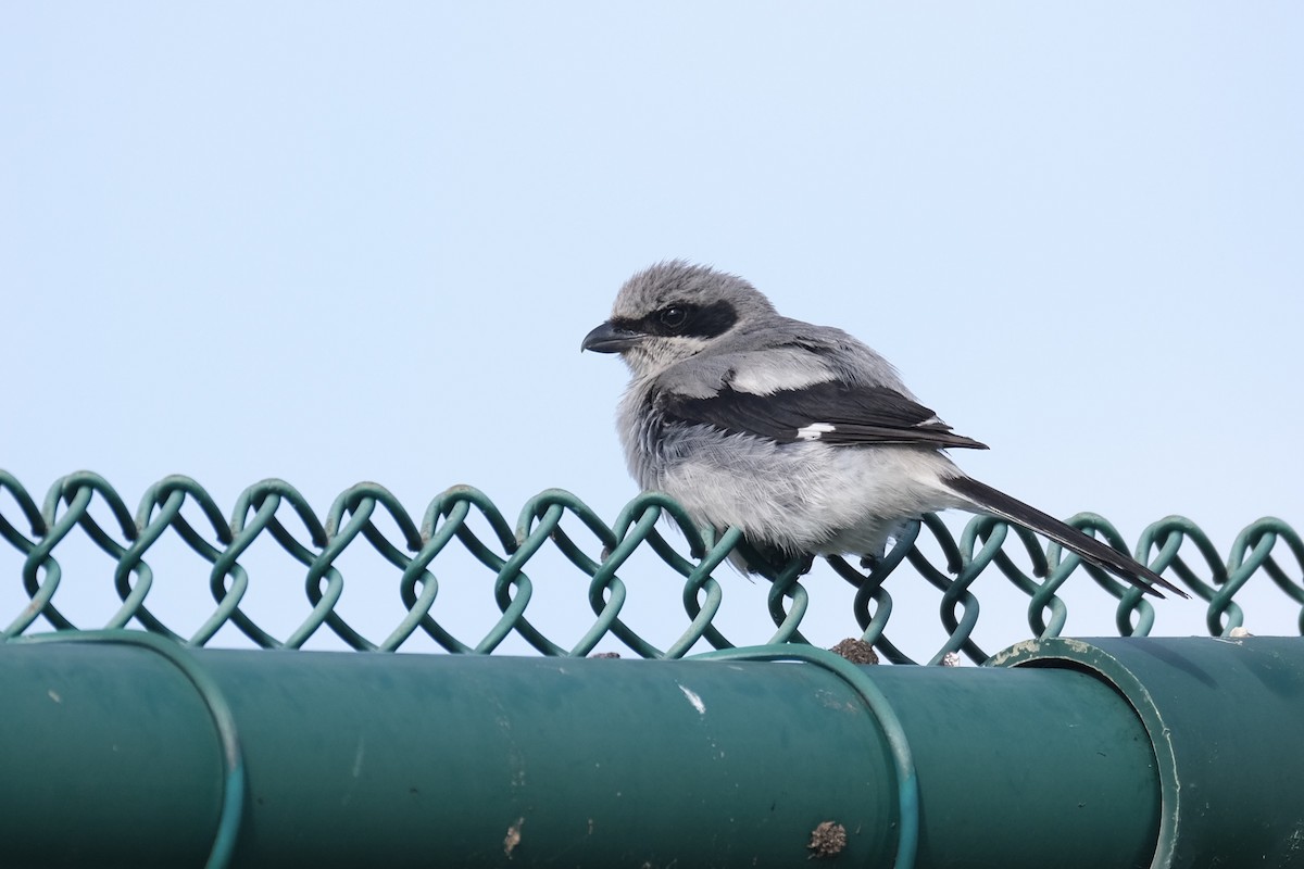Loggerhead Shrike - ML638773159