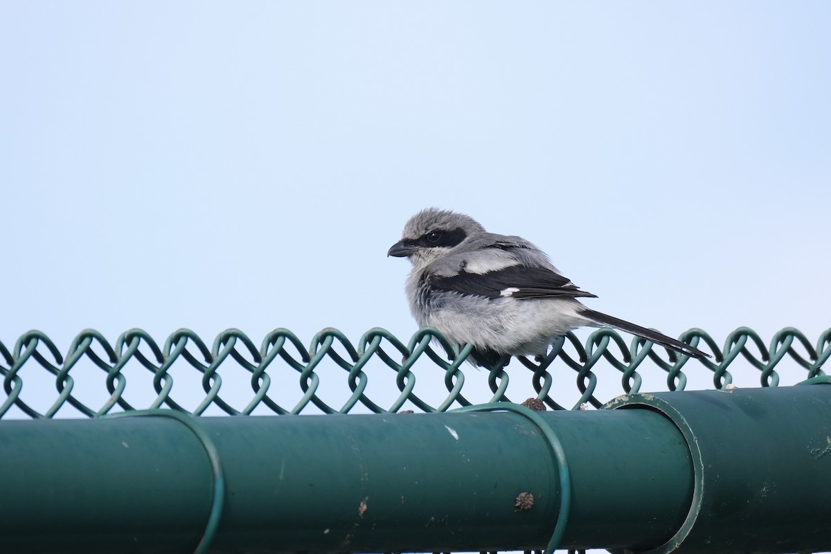 Loggerhead Shrike - ML638773160