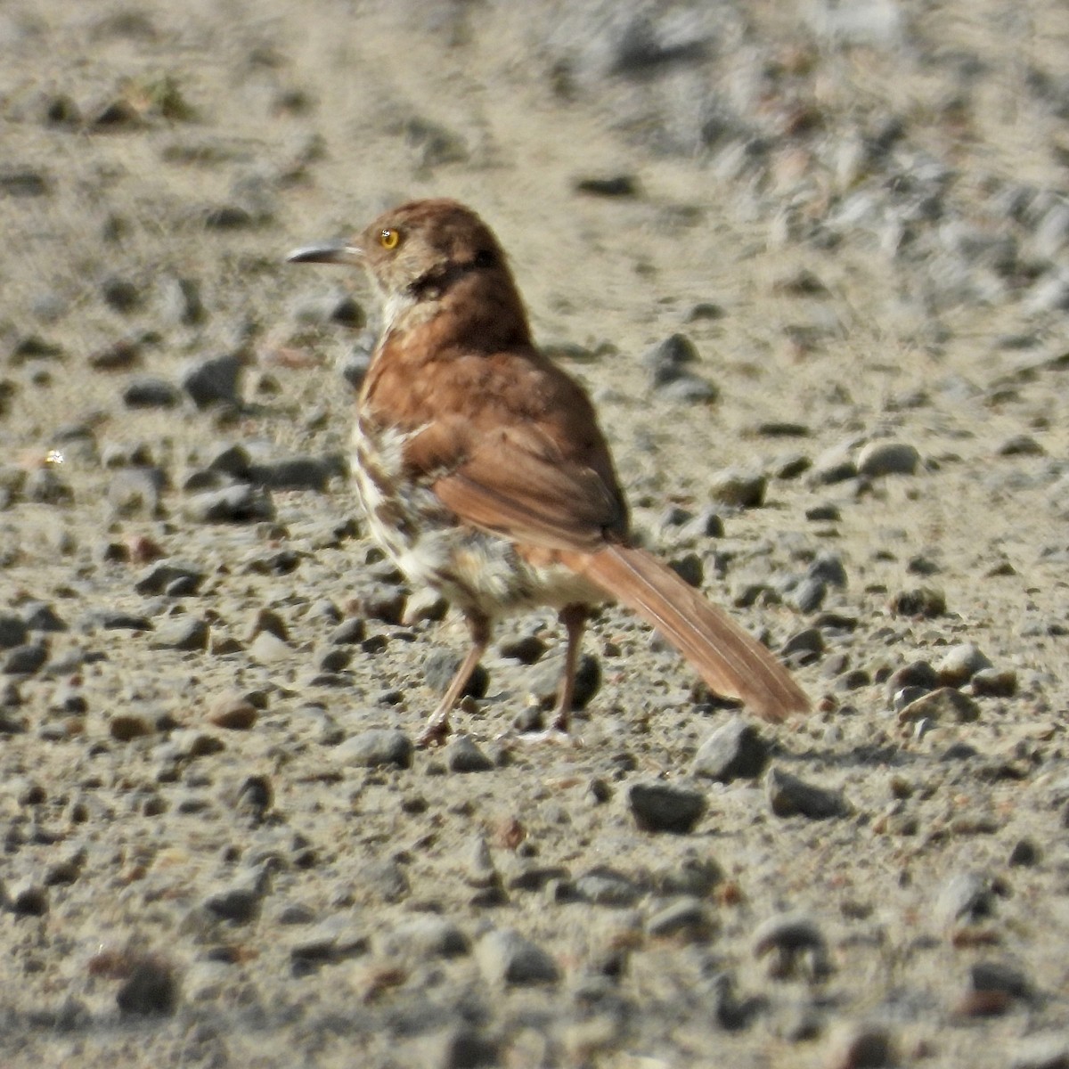 Brown Thrasher - ML638773162