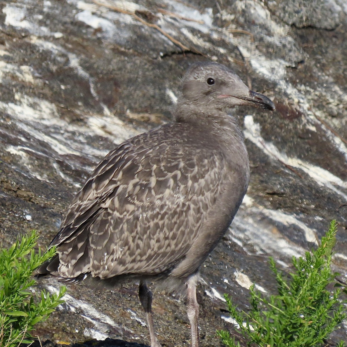 American Herring Gull - ML638773166