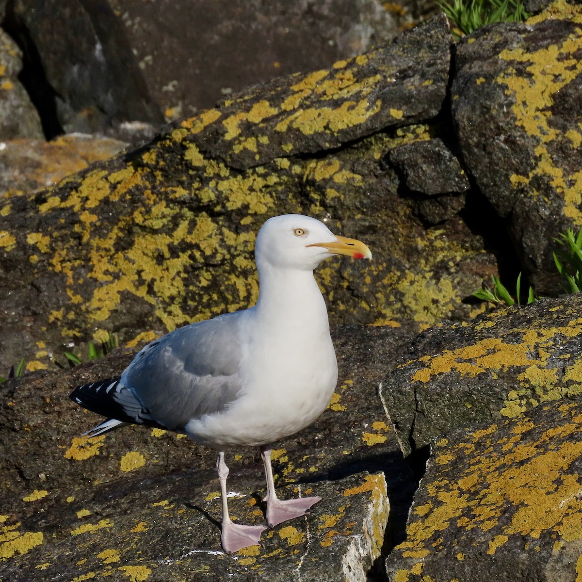 American Herring Gull - ML638773168