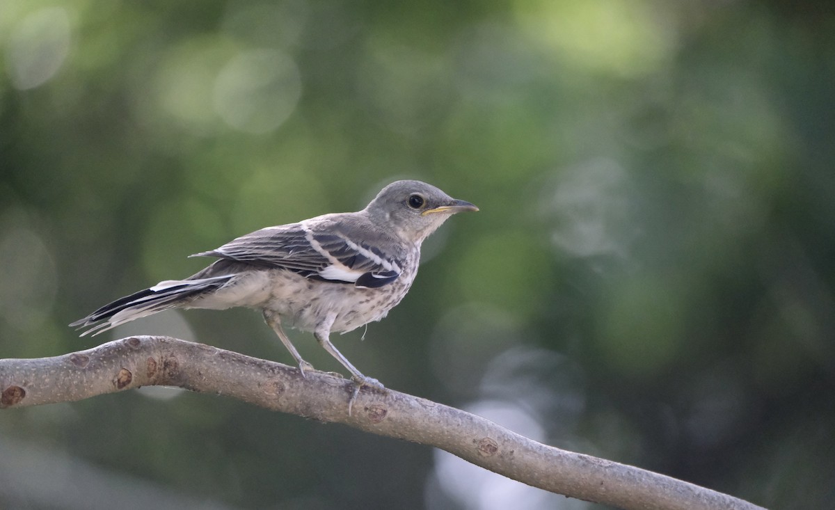 Northern Mockingbird - ML638773180
