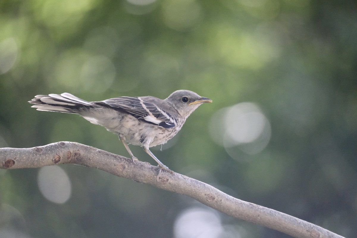 Northern Mockingbird - ML638773182