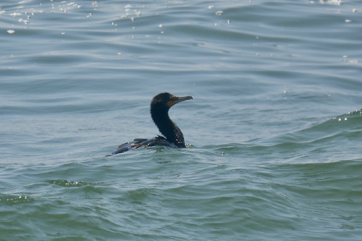 Cormoran à aigrettes - ML638773185
