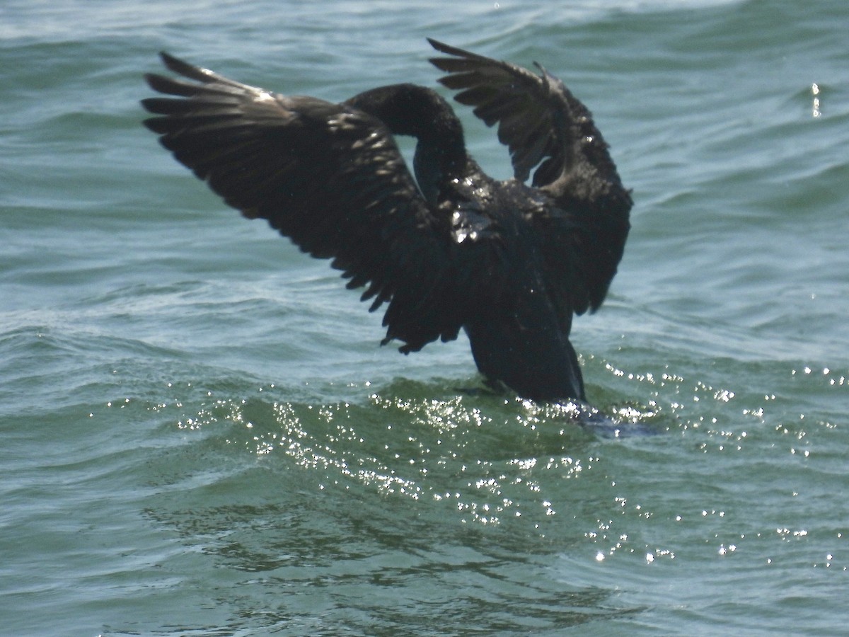 Cormoran à aigrettes - ML638773186