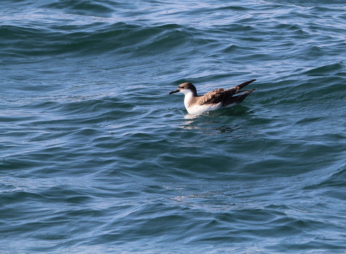 Great Shearwater - ML638773198
