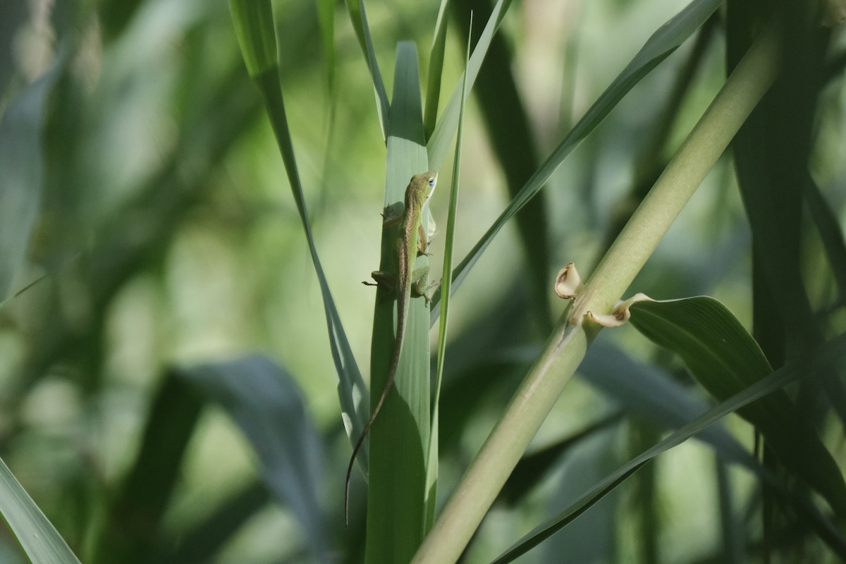 Green Anole - ML638773202