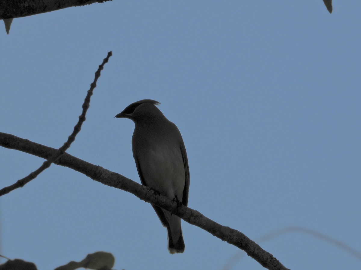 Cedar Waxwing - ML638773204