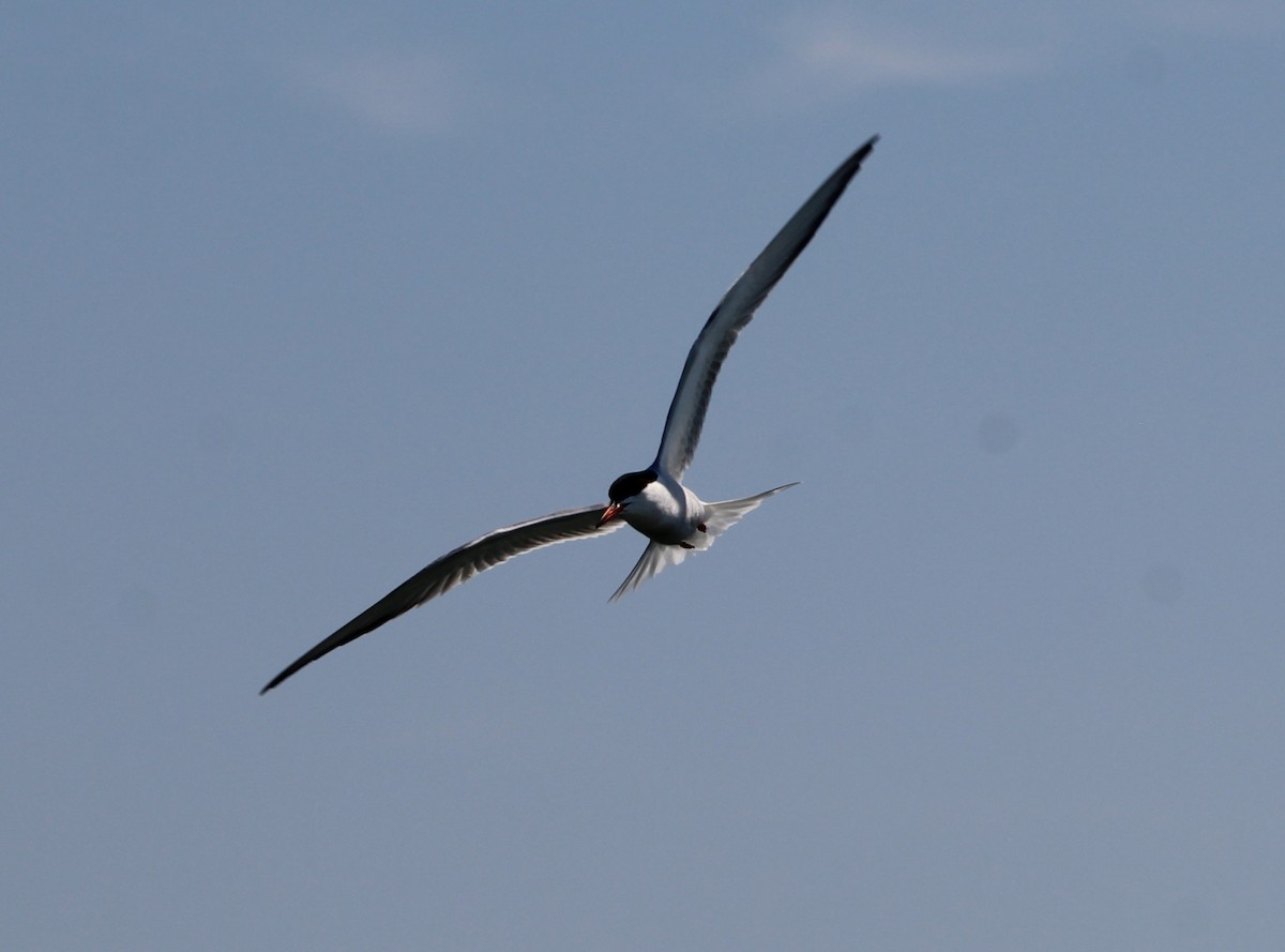 Common Tern - ML638773227