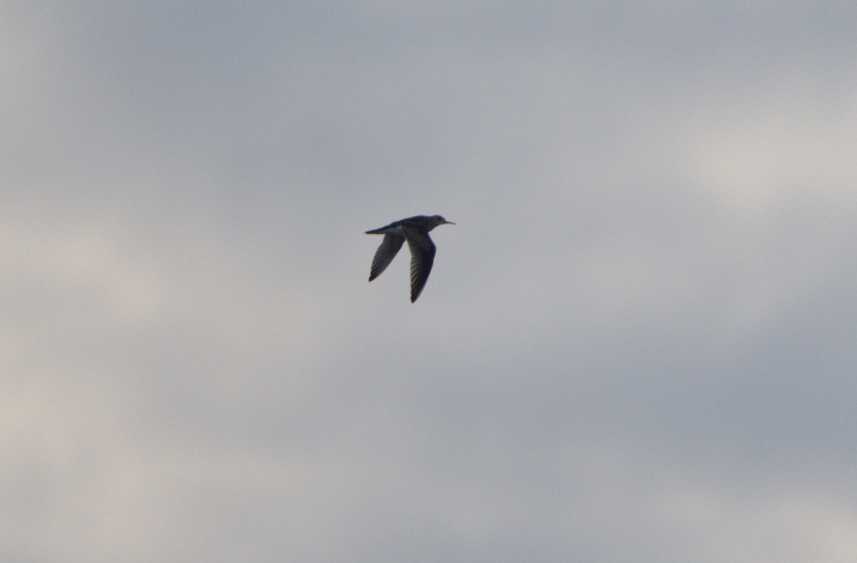 Upland Sandpiper - ML638773236