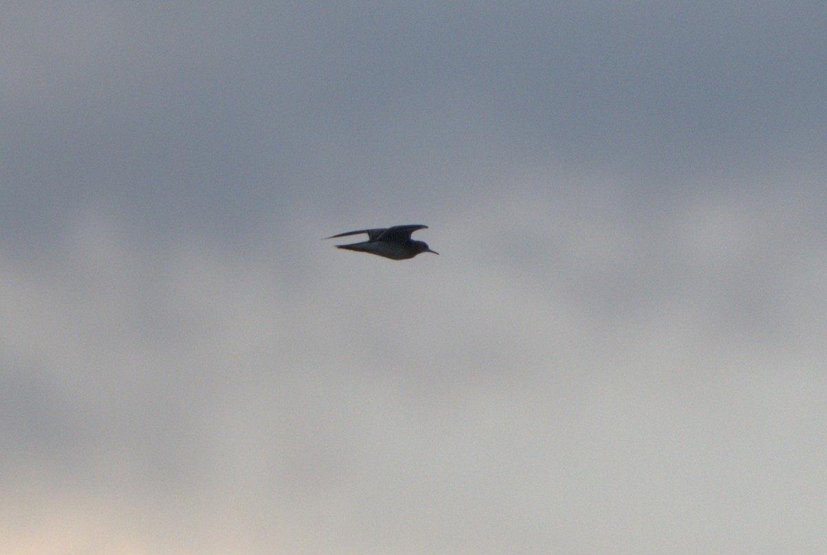 Upland Sandpiper - ML638773237
