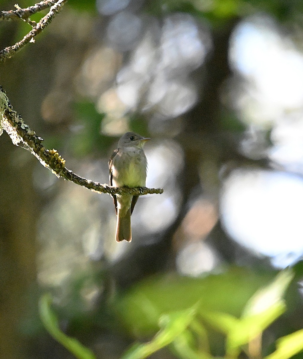 Western Wood-Pewee - ML638773245