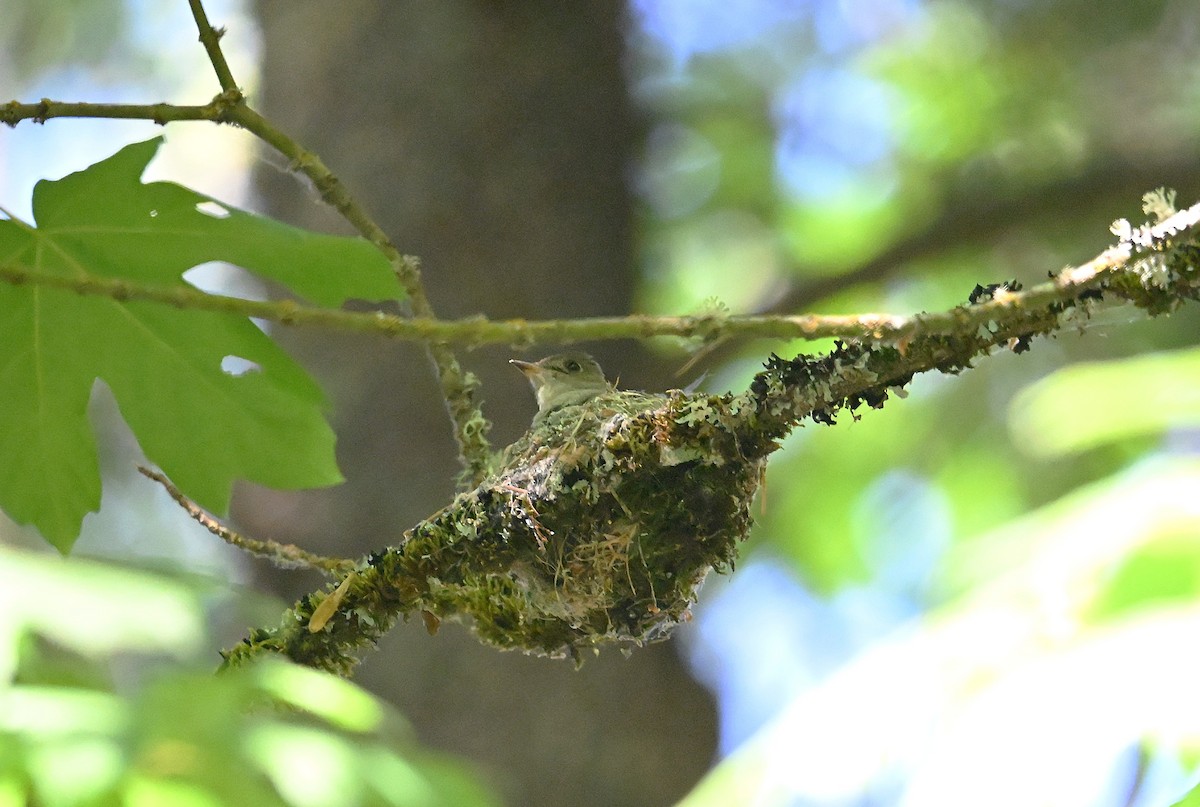 Western Wood-Pewee - ML638773246