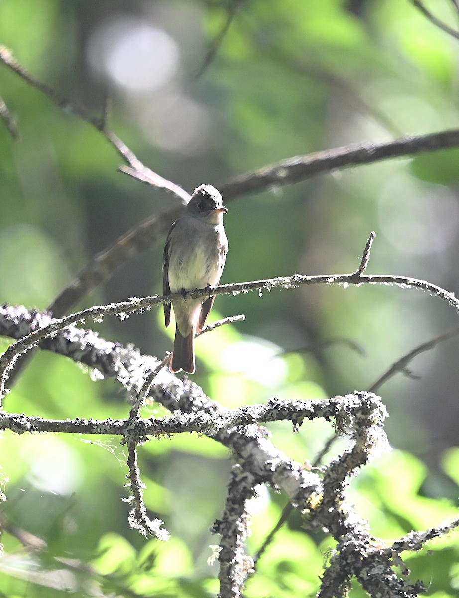 Western Wood-Pewee - ML638773247