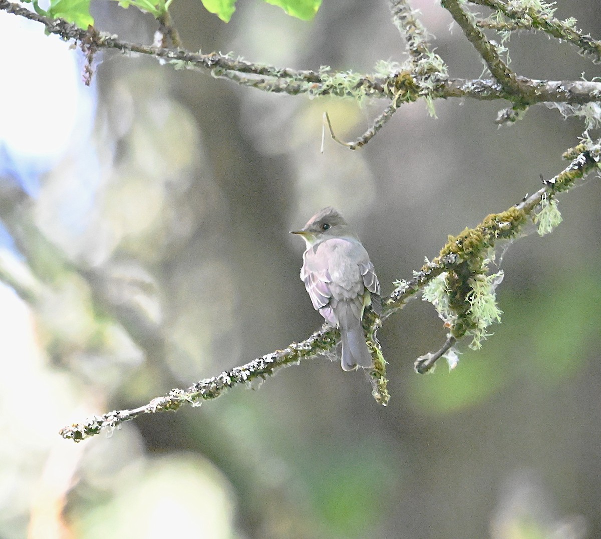 Western Wood-Pewee - ML638773248