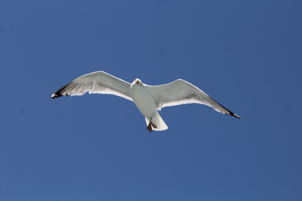 American Herring Gull - ML638773252