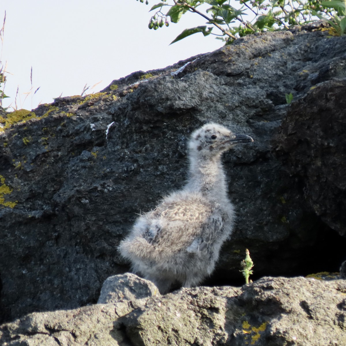 American Herring Gull - ML638773262