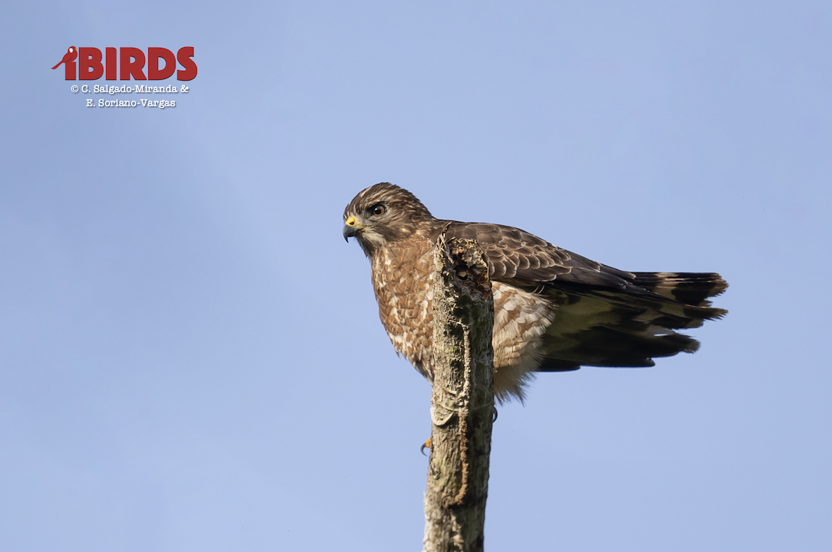 Broad-winged Hawk - ML638773271