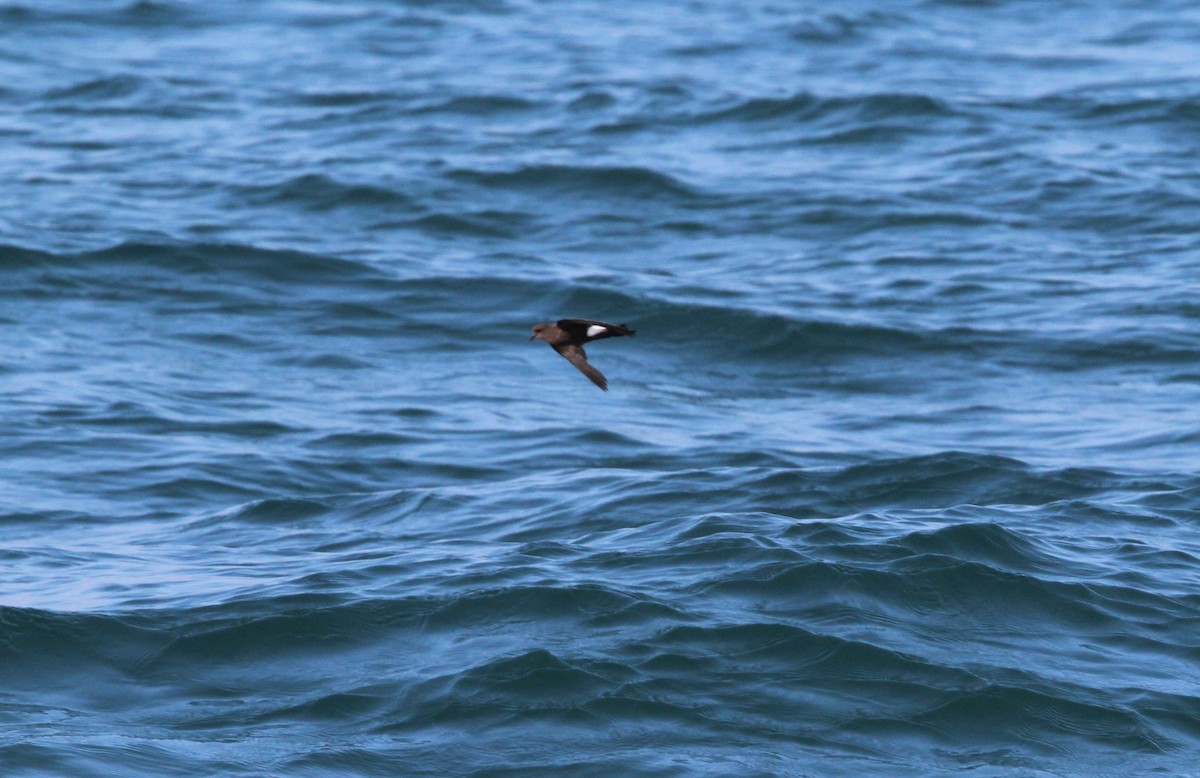 Wilson's Storm-Petrel - ML638773293