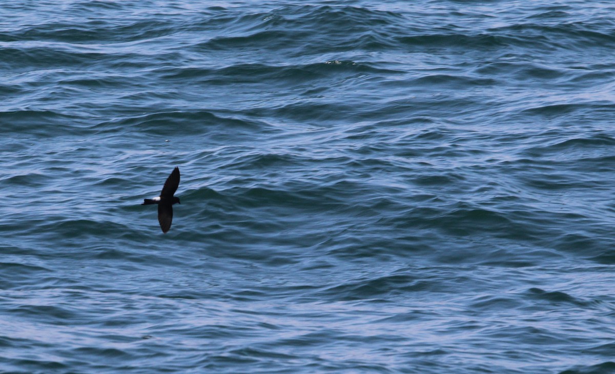 Wilson's Storm-Petrel - ML638773298