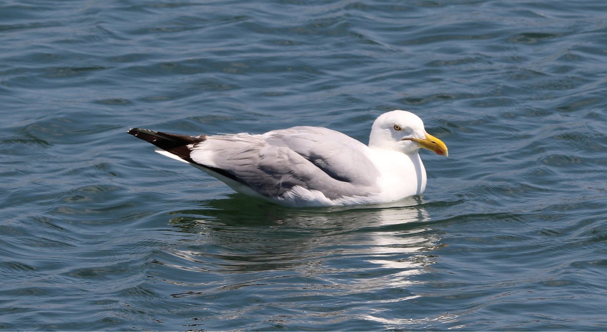 American Herring Gull - ML638773303