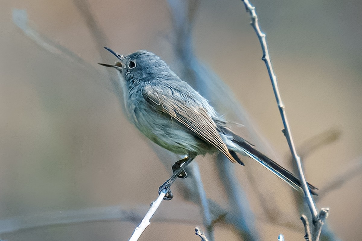 Blue-gray Gnatcatcher - ML638773337