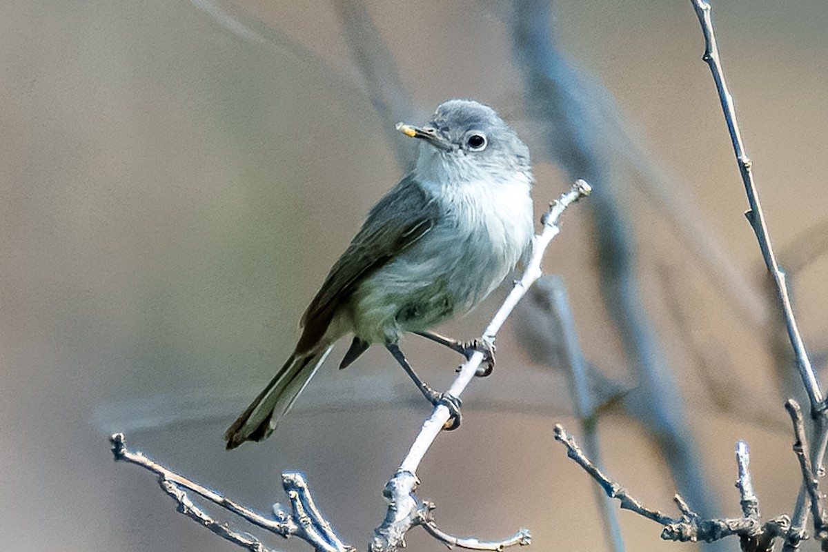 Blue-gray Gnatcatcher - ML638773338