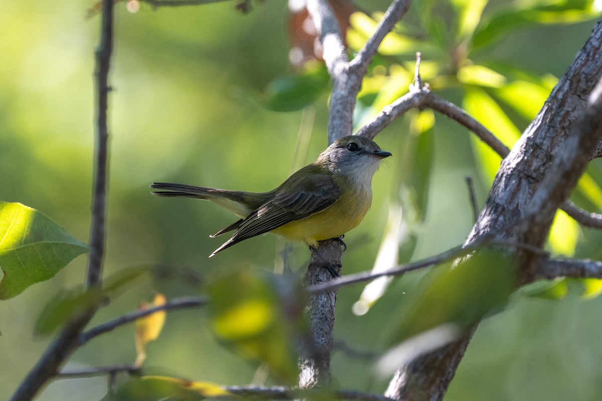 Lemon-bellied Flyrobin - ML638773340