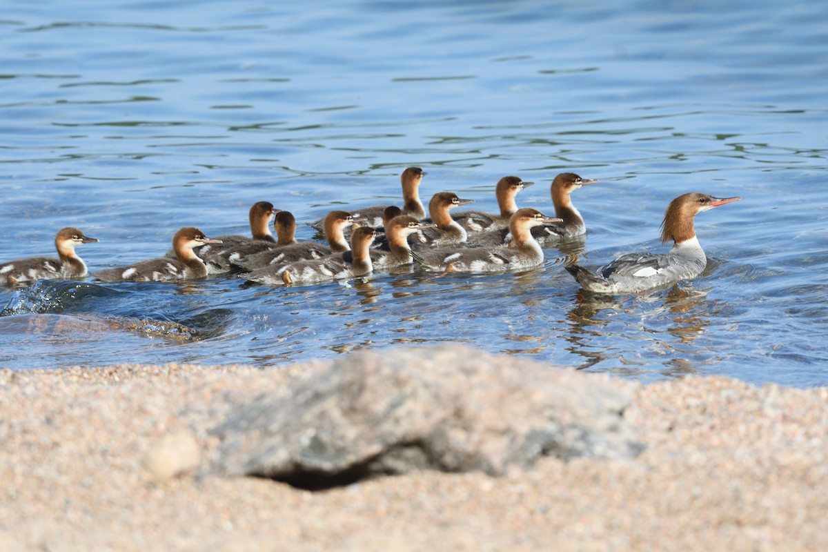 川秋沙 - ML638773387