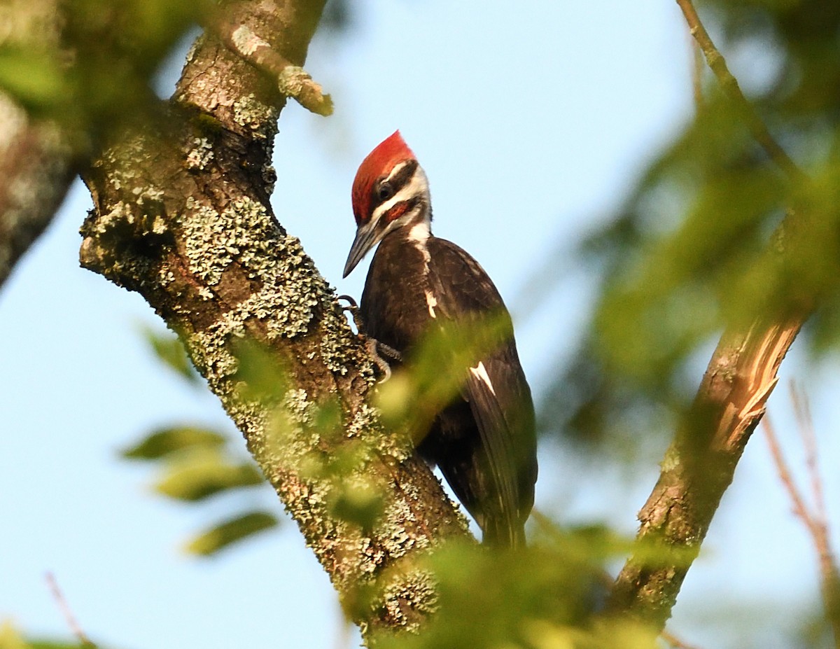 Pileated Woodpecker - ML638773397