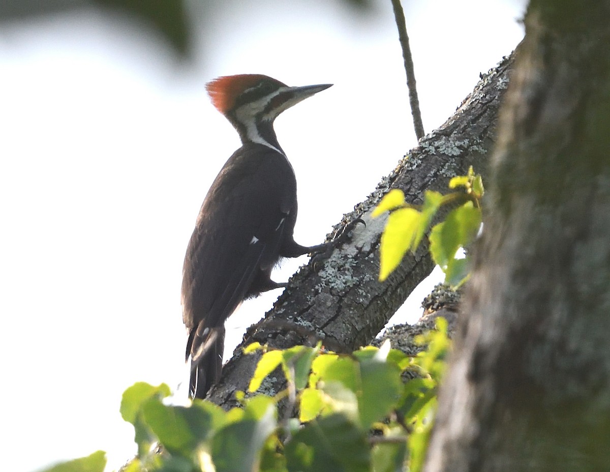 Pileated Woodpecker - ML638773410