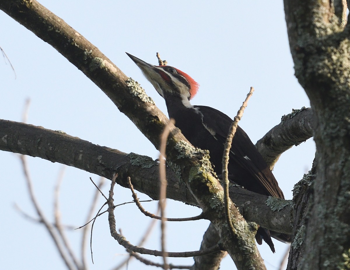 Pileated Woodpecker - ML638773411