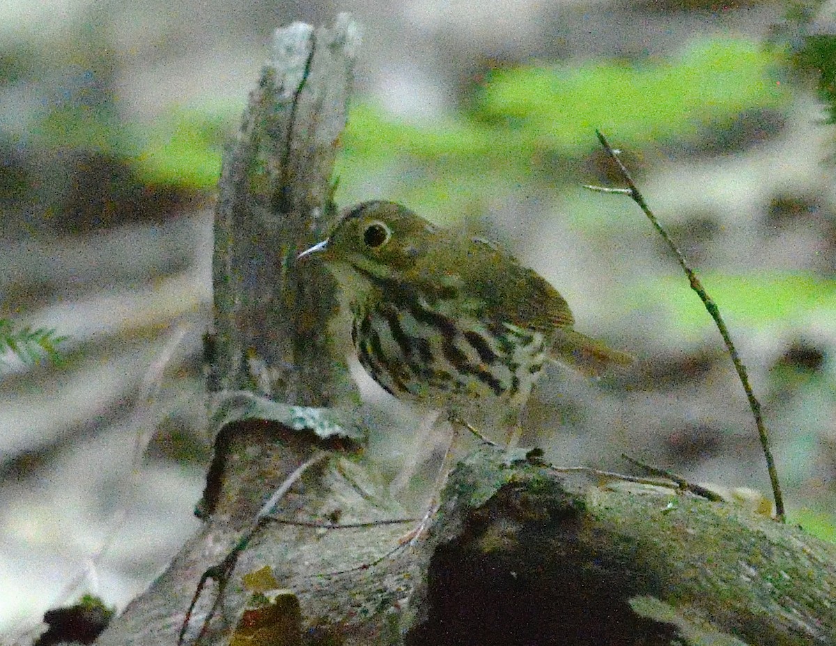 Ovenbird - ML638773417