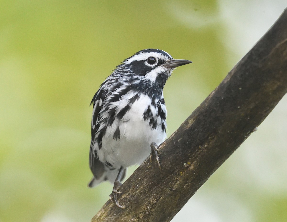 Black-and-white Warbler - ML638773422