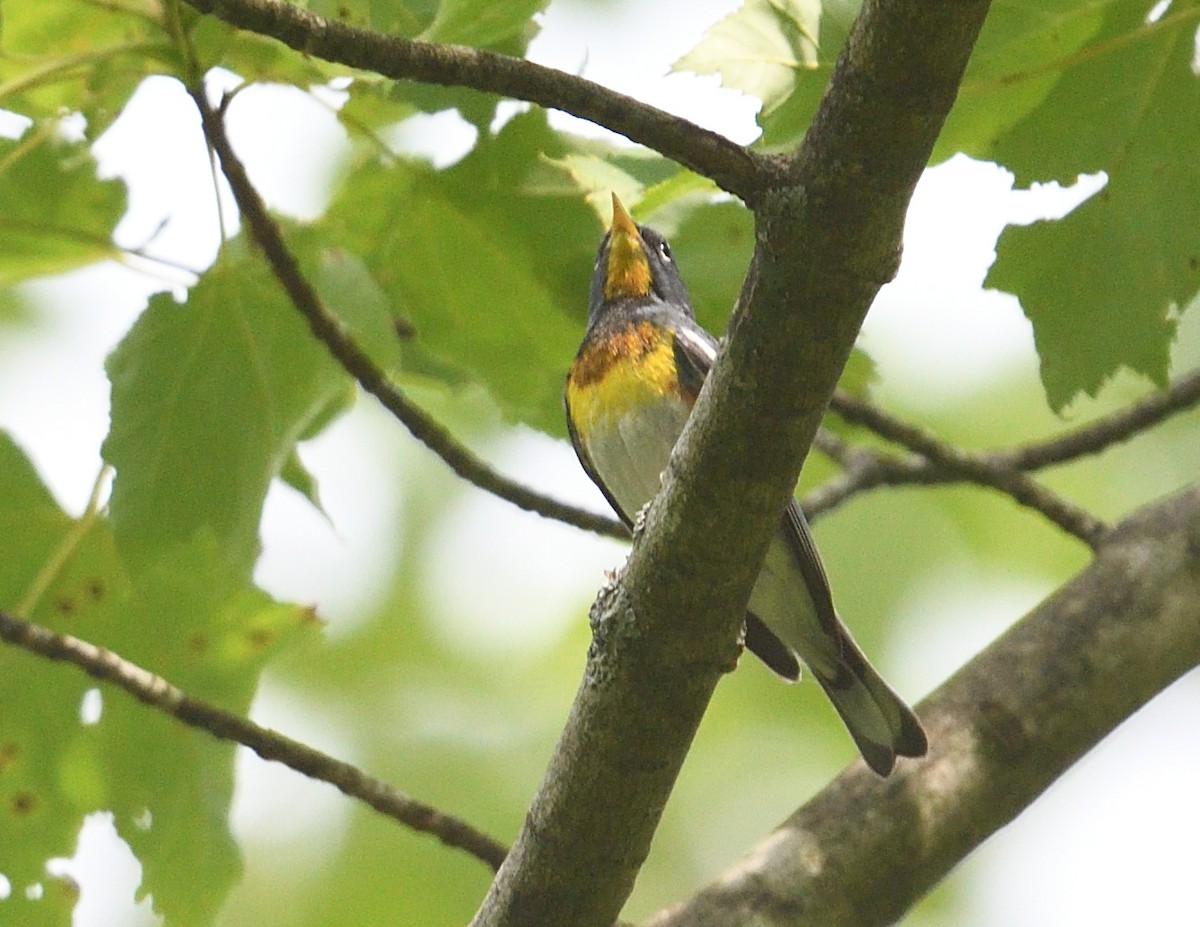 Northern Parula - ML638773439