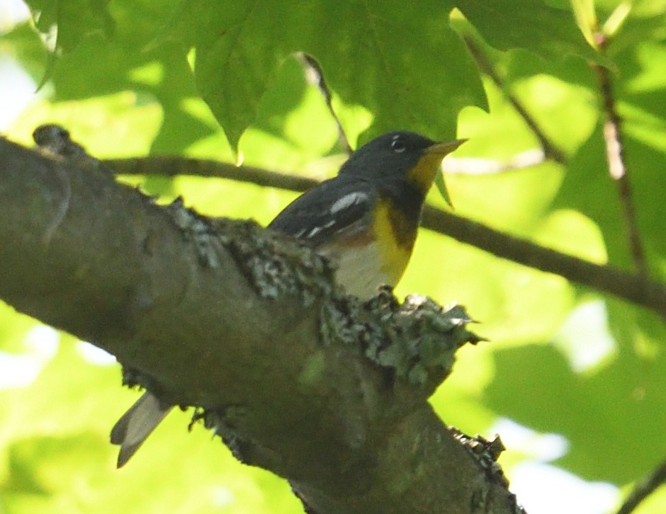 Northern Parula - ML638773440