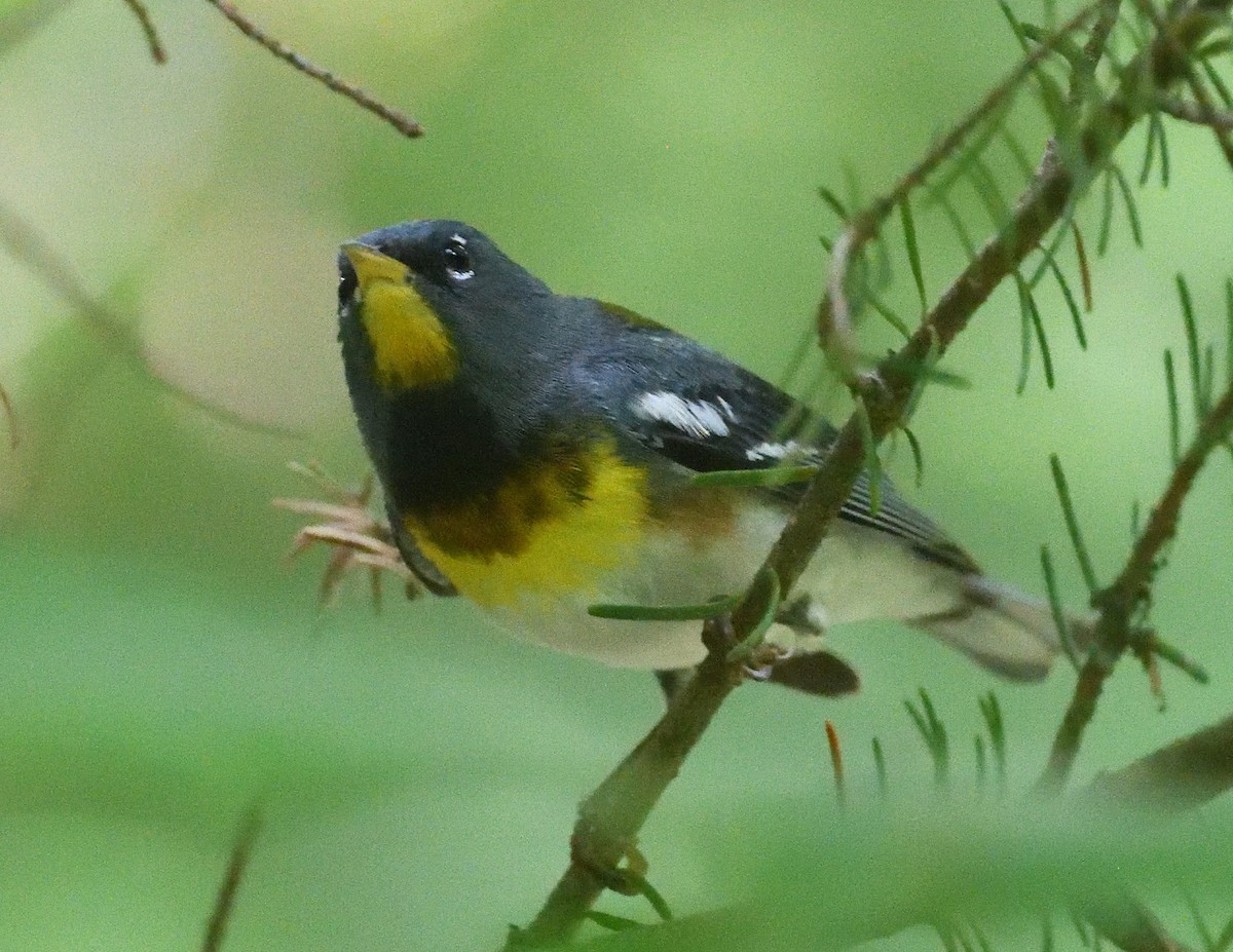 Northern Parula - ML638773441